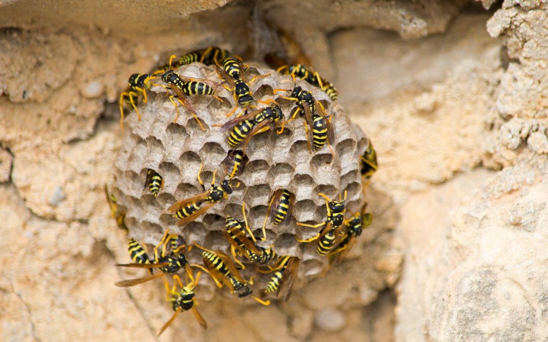 La Guêpe Poliste : La Squatteuse des Toitures de Provence
