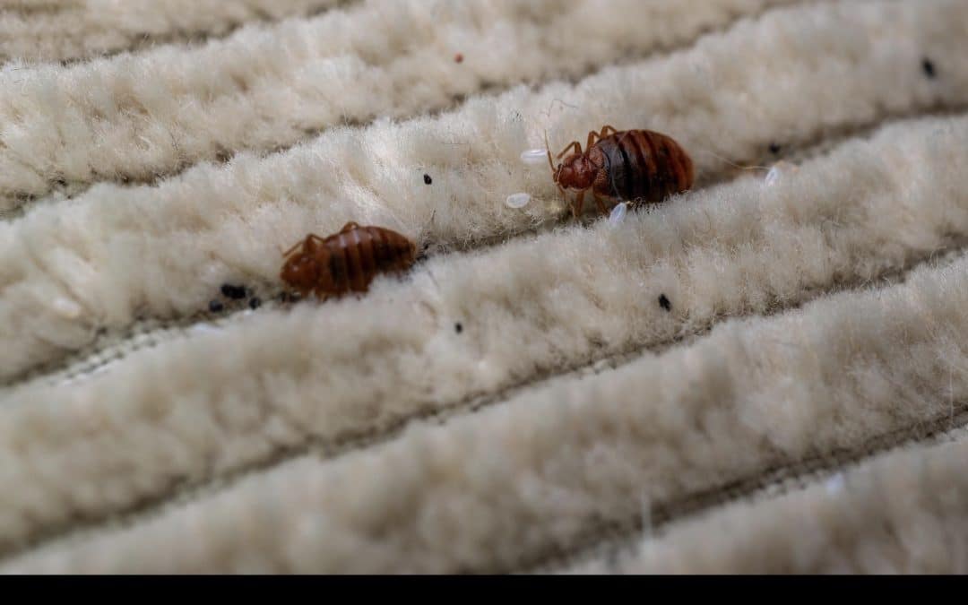 Punaises de lit dans les bouches du Rhône et le Vaucluse : protéger son image, pas seulement traiter un nuisible