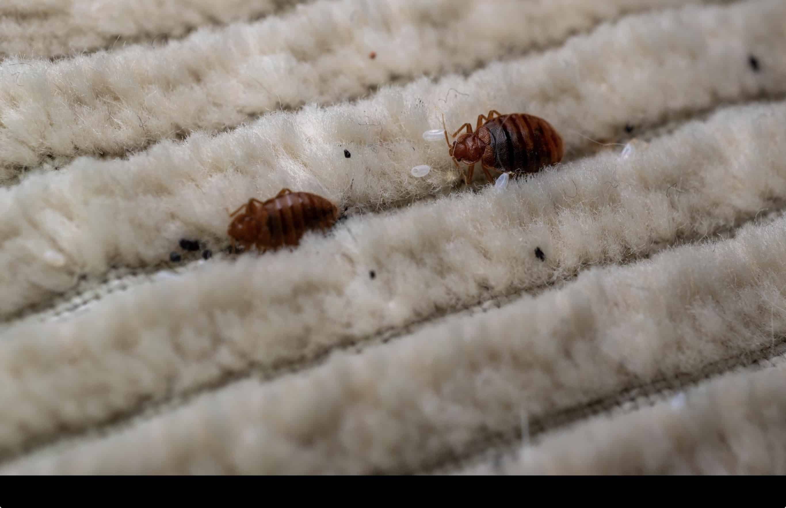 Punaises de lit dans les bouches du Rhône et le Vaucluse : protéger son image, pas seulement traiter un nuisible